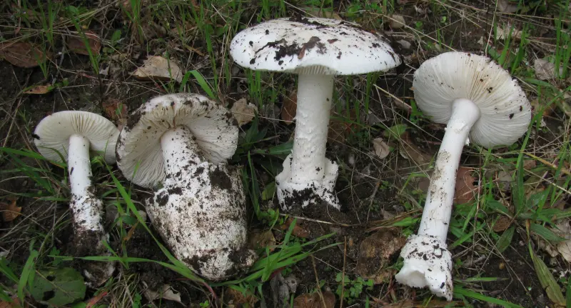 Очевидно не всем: ИИ для проверки грибов смертельно опасен