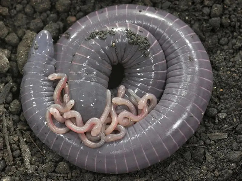 Удивительная амфибия: кольчатая червяга кормит детёнышей молоком