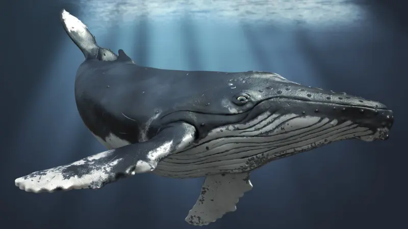 7000 горбатых китов погибло за 10 лет в Тихом океане: ученые считают, что их погубила гигантская «Клякса»