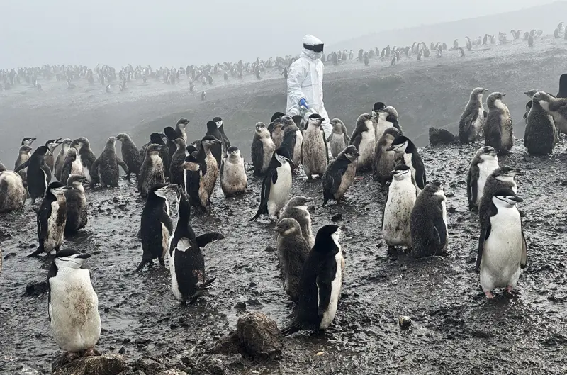 Учёные в Антарктиде отслеживают загадочный вирус, который может истребить пингвинов и других полярных животных