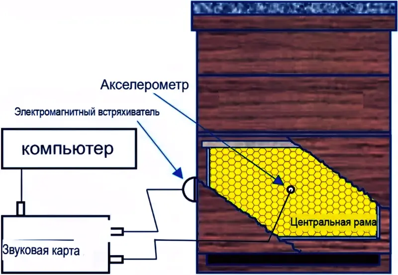 Реакция в улье на вибрации извне помогла узнать о здоровье пчёл