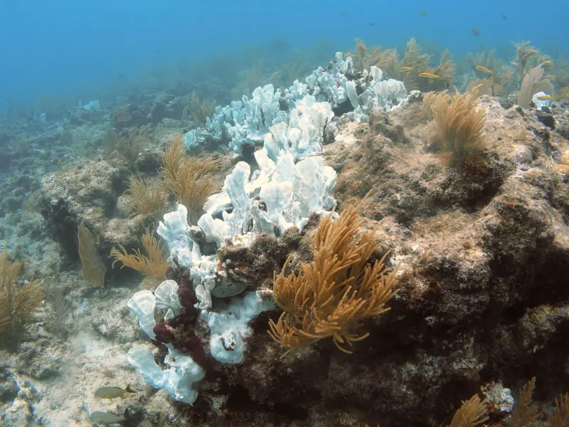 Как с помощью железа оживили уничтоженный браконьерами коралловый риф