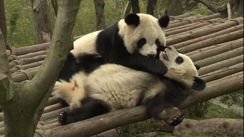 Почему гигантские панды практически не размножаются в неволе?