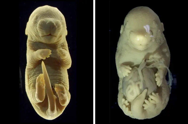 Уродство ради науки: зачем учёные создали шестилапый эмбрион мыши