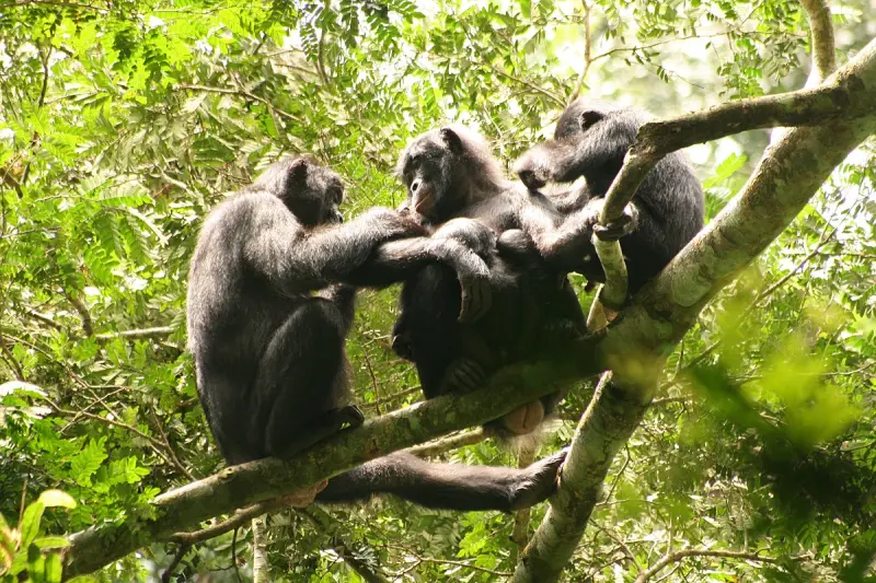 Их просто плохо знали: бонобо оказались более агрессивными, чем считалось ранее