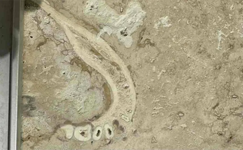 Стоматолог нашёл челюсть доисторического человека в отделке дома