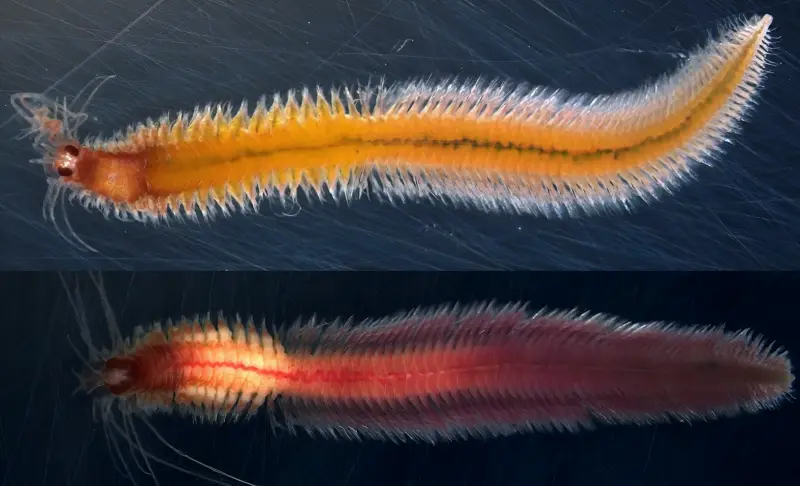 В океанах и морях не найти даже двух одинаковых червей