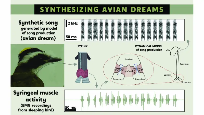 На что похожи птичьи сны: движения голосовых мышц превратили в песни