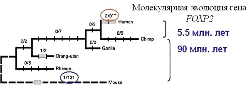 Могли ли неандертальцы говорить?