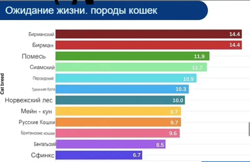 Сколько проживет ваша кошка: для владельцев сфинксов и бенгалов есть плохие новости