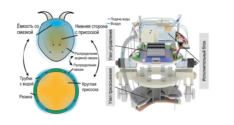 Подсмотрели у природы: Как робота заставили ползать по стенам