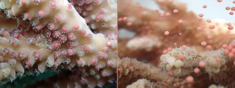 Учёные поняли, как кораллам удаётся синхронный нерест