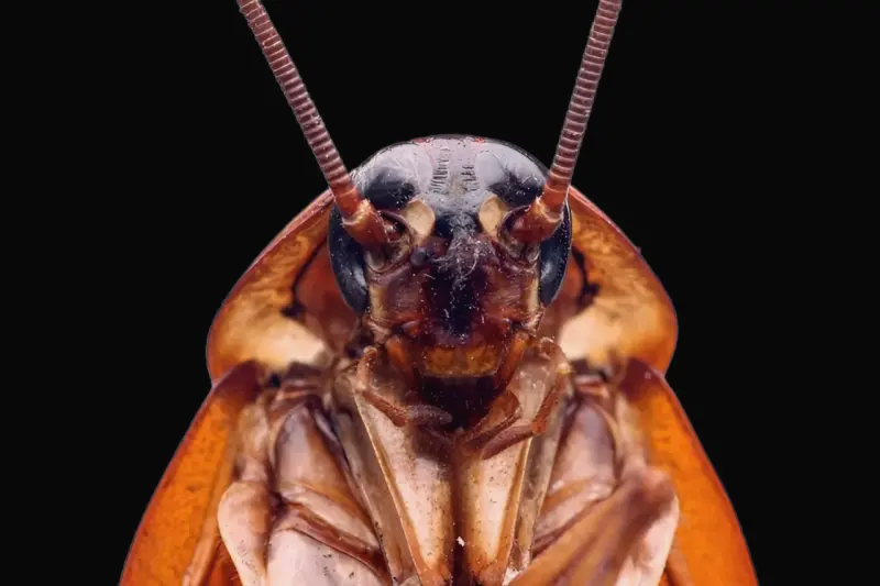Происхождение рыжего таракана: как живучий вредитель покорил мир