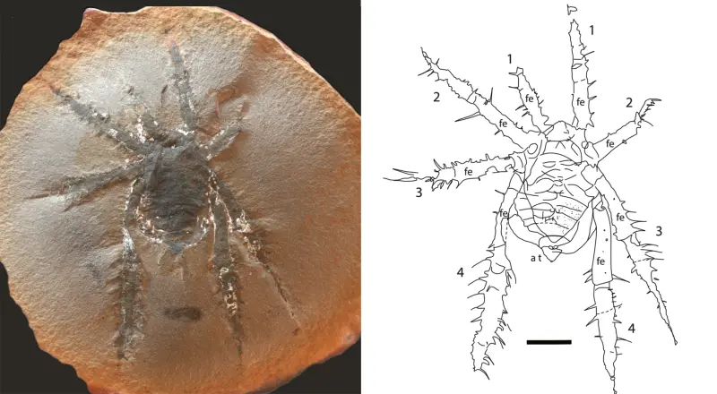 Странные пауки ходили по Земле 308 млн лет назад