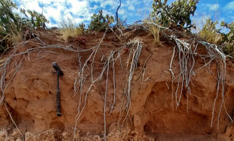 В Южной Африке обнаружили обитаемые термитники возрастом 34 тысячи лет