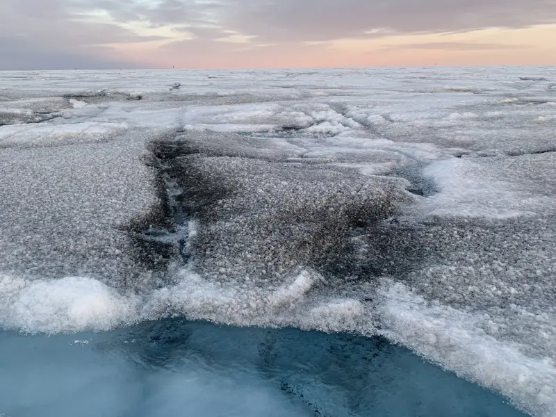 Гренландия кишит чёрными водорослями и гигантскими вирусами