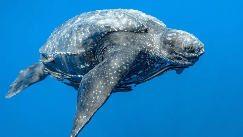 Кожистая черепаха бьет мировые рекорды и погружается глубже, чем подводные лодки