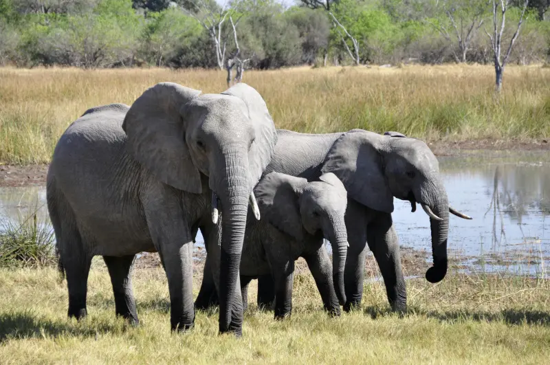 У слонов есть имена друг для друга, как у людей