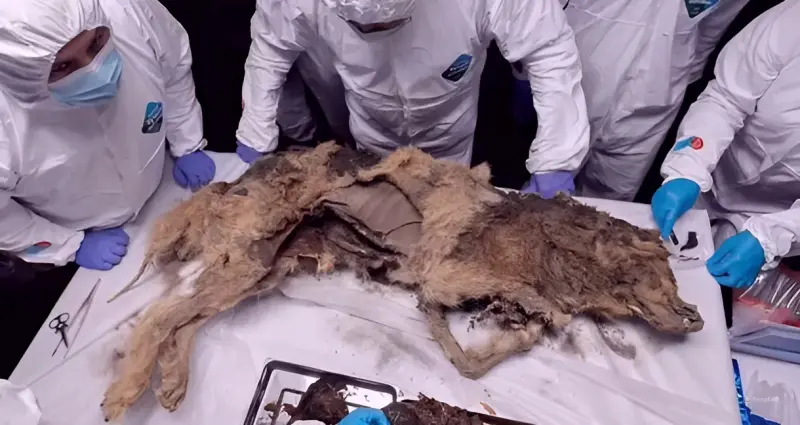 Прекрасно сохранившегося волка возрастом 44 тыс. лет изучат в России