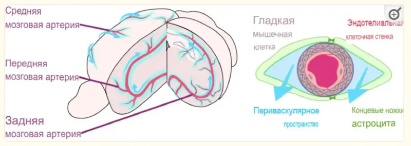 Спите дольше, спите больше