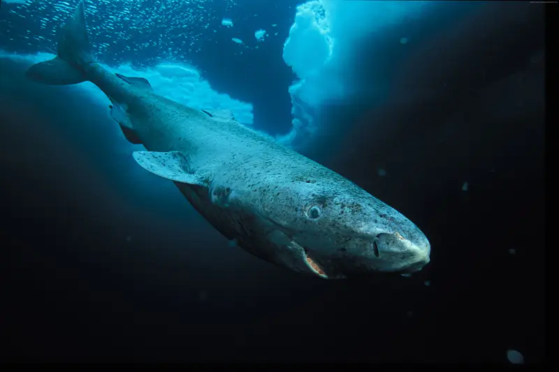 Секрет невероятного долголетия гренландских акул наконец-то раскрыт