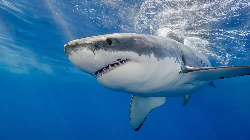 Америка становится «мировой столицей по нападению акул»