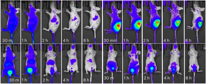 Нанороботов из ДНК научили лечить мышей от рака