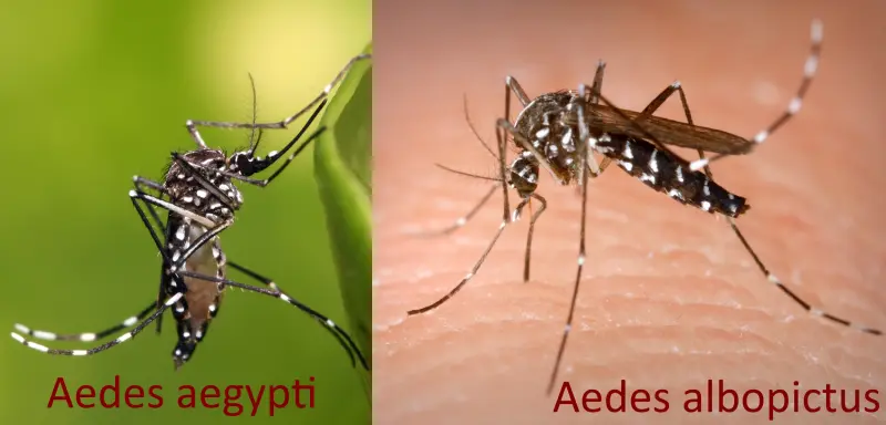 Писк удерживает комаров от спаривания с чужими самками