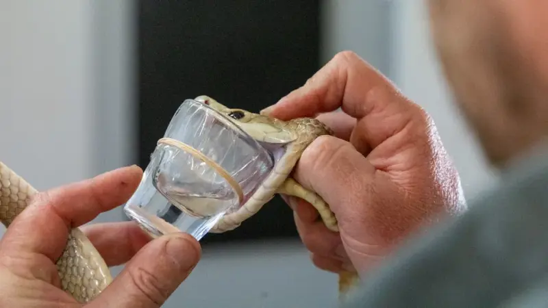 Смертоносная змея поставила новый мировой рекорд