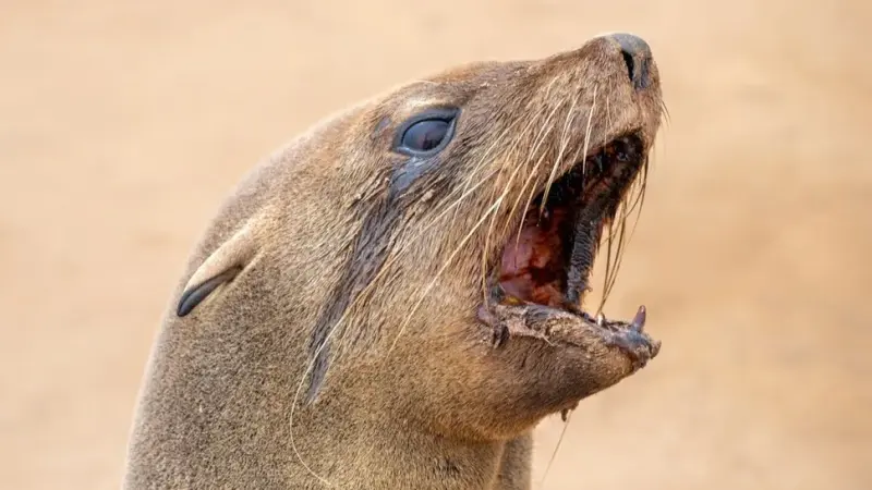 Тюлени массово атакуют пляжников и серферов в Южной Африке