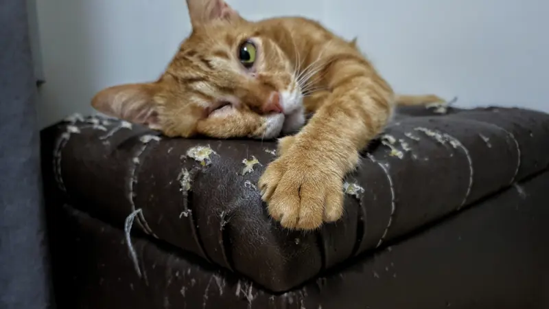 Выявлены причины, заставляющие кошек «декорировать» мебель и обои
