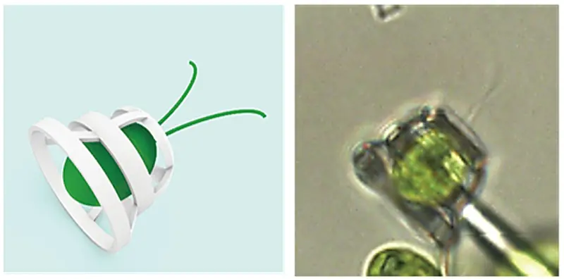 Зачем учёные запрягли одноклеточные водоросли в крошечный транспорт