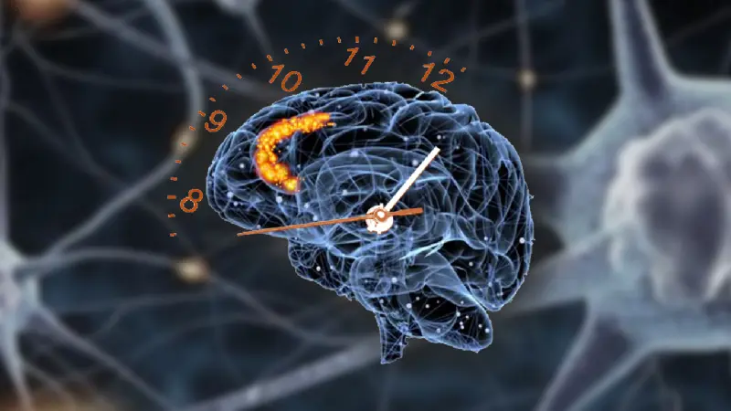 Как наш мозг отслеживает время?