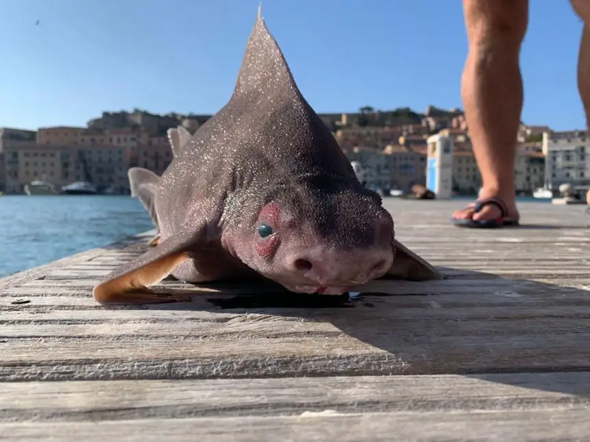 Оказалось, что угловатая акула со свиной мордой хрюкает при поимке