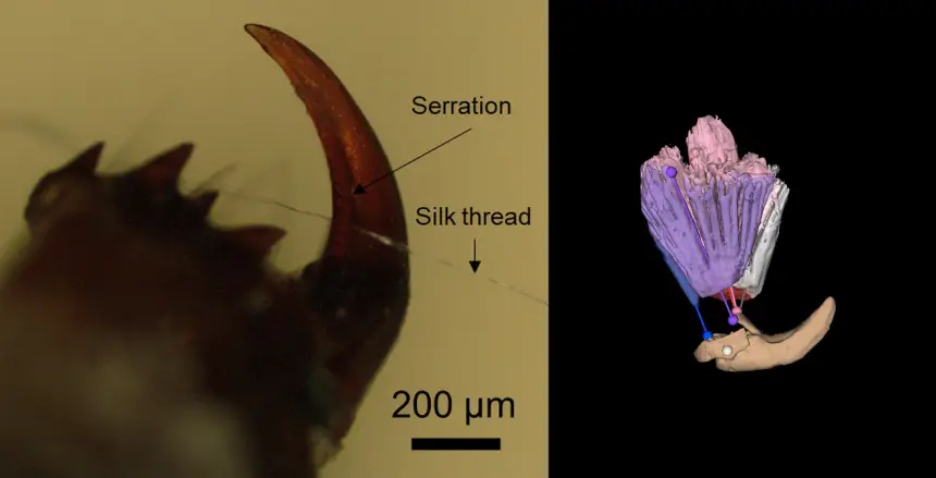Эффективность максимальна: паучьи клыки оказались необычайно мощными резаками