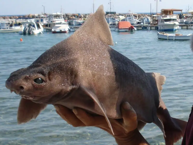 Оказалось, что угловатая акула со свиной мордой хрюкает при поимке