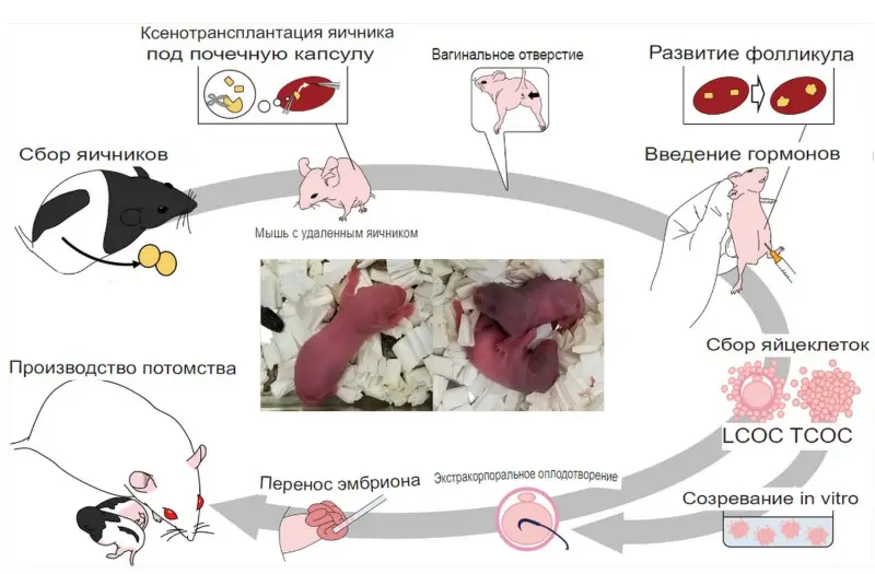 Репродуктивный успех: зачем крысят вывели из яичников мышей