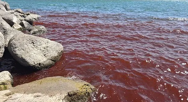 Галилейское море в Израиле таинственным образом окрасилось в кроваво-красный цвет Галилейское море в Израиле таинственным образом окрасилось в кроваво-красный цвет