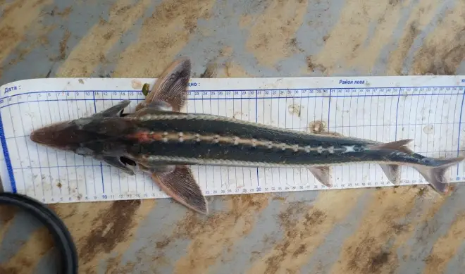 В России обнаружена рыба, которая 70 лет считалась полностью вымершей