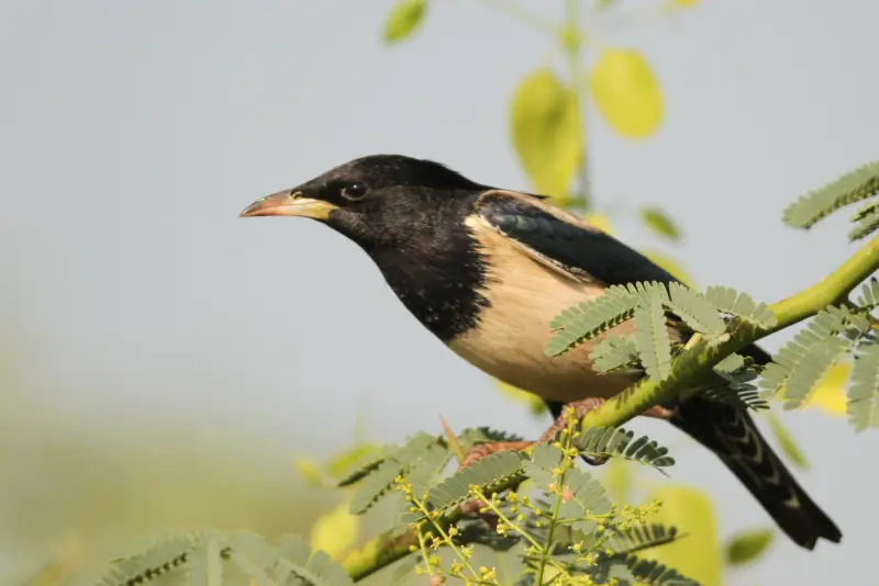 Это удивительно: в среднем полосе России стали массово появляться редкие птицы