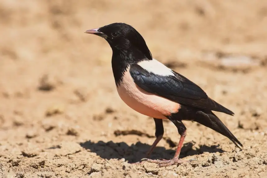 Это удивительно: в среднем полосе России стали массово появляться редкие птицы