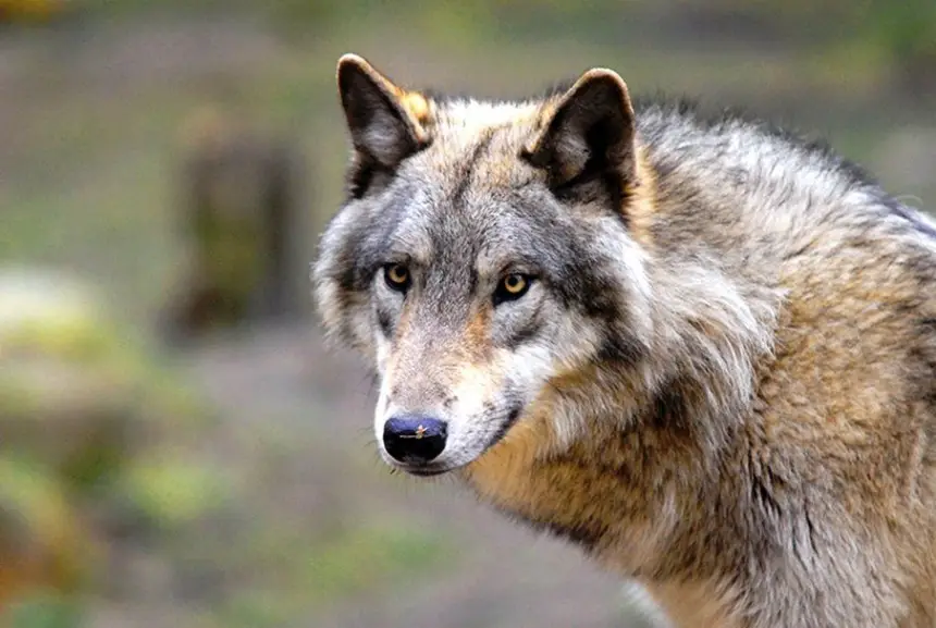 Совершенно случайно выяснилось: волки гораздо умнее, чем считали зоологи