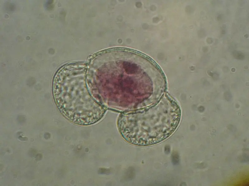 Сибирские ели в Мурманске в прямом смысле кричат... пыльцой