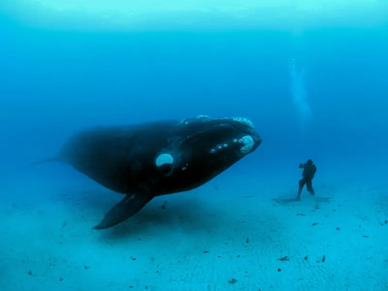 Русская ученая считает, что это животное поможет людям... жить 200 лет