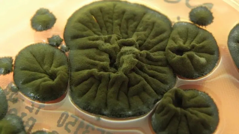 Похоже, что у чернобыльских грибов развились невероятные суперспособности