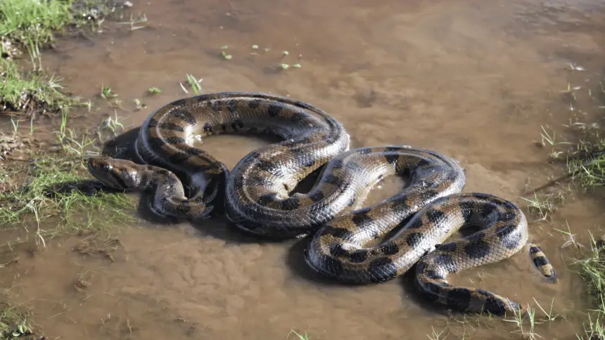 Самая большая змея мира: почему анаконда не меняет размер 12 миллионов лет подряд?