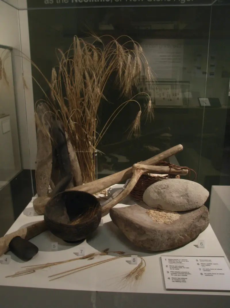 Алкогольная цивилизация: древние люди освоили земледелие... ради пива