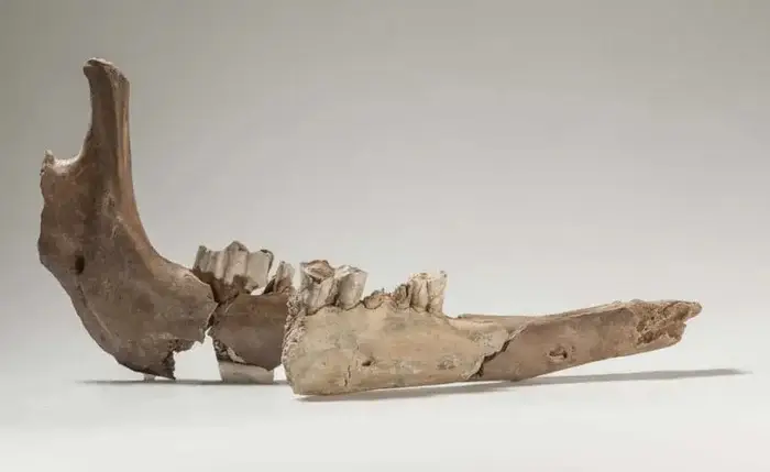 Тайна древнего Базеля: Откуда взялись кости редких верблюдов-гибридов в самом сердце Европы?