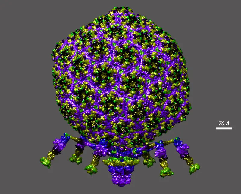 Там вирусы ведут себя странно, а поведение их вообще не предсказуемо