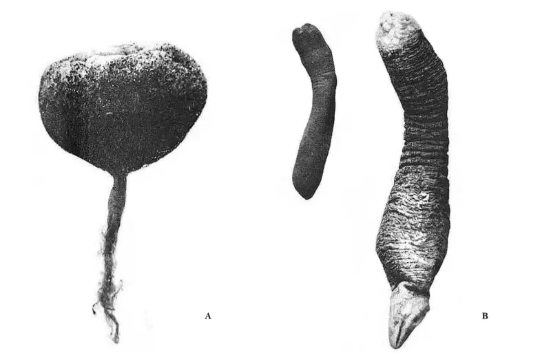 Новое исследование показало: «пришельцы» правят дном арктических морей вот уже полмиллиарда лет